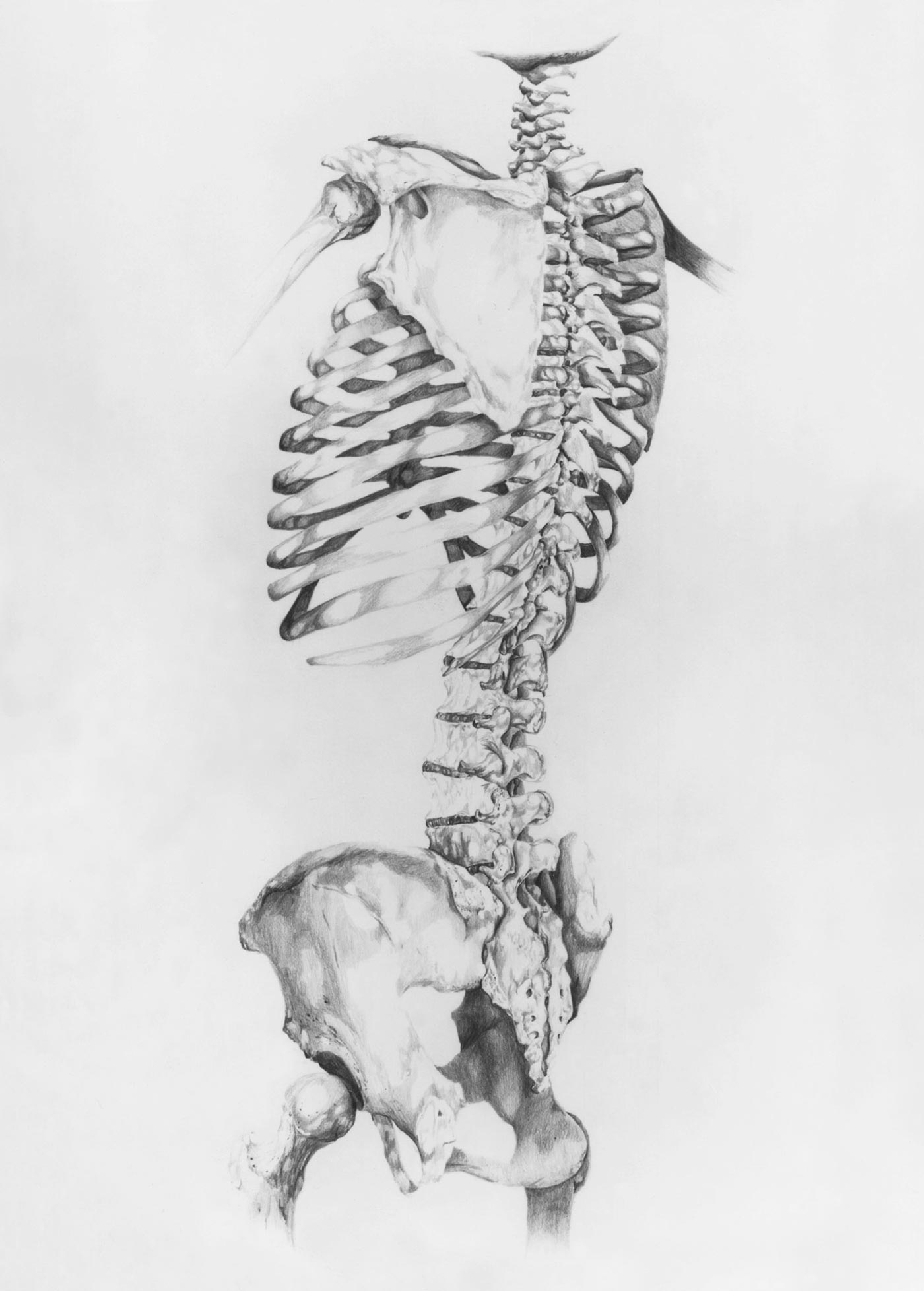 Body 1 - Anatomy Sketch
